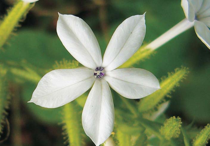 Medicinal plants