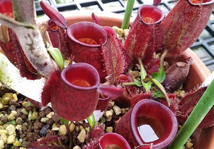 Carnivorous plants