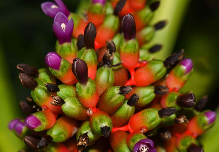 Bromeliaceae