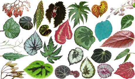 Genomic studies reveal mechanisms of diversification and adaptative evolution of Begonia