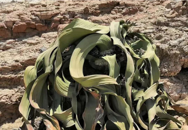 New York Times reported the major scientific results of Welwitschia genome