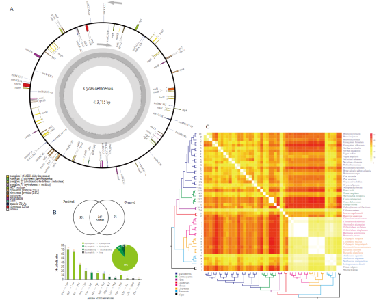 The complete mitochondrial genome of Cycas debaoensis revealed unexpected static evolution in gymnosperm species