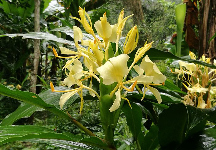 Zingiberaceae