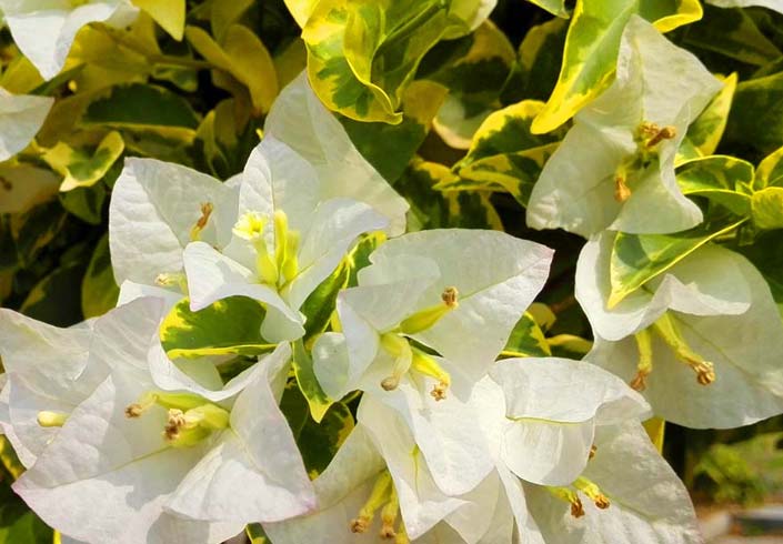 Bougainvillea