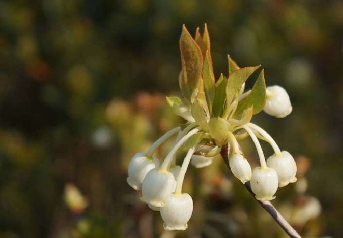 Rare plants of southern China