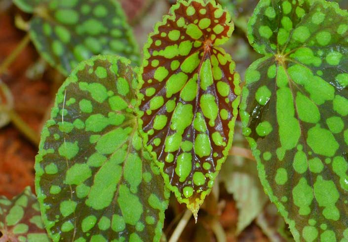 Begonia