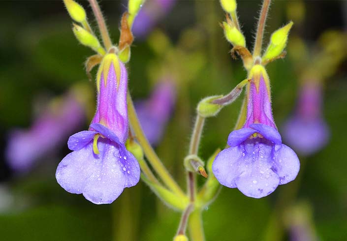 African violet family (Gesneriaceae)