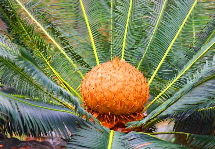 Cycads