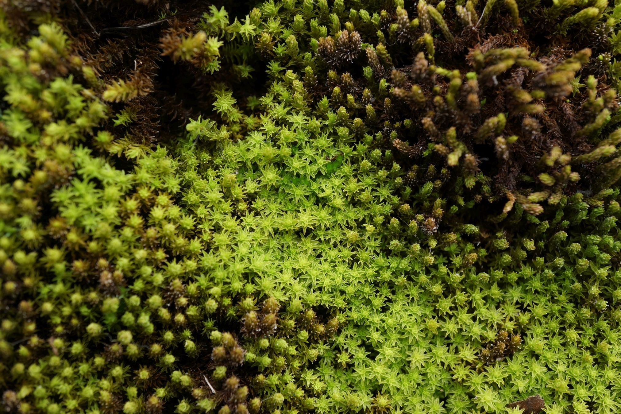 New Advance in the Research of Heat Resistance Mechanism of Bryophytes