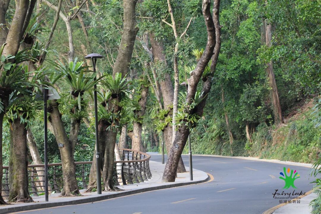 全国科普月丨学习如何观察一棵树