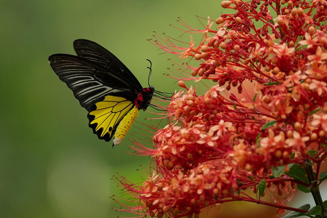Shenzhen releases report on urban green-space flower-visiting networks