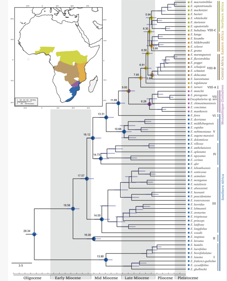 深圳市仙湖植物园与庐山植物园联合重建非洲铁属Encephalartos的进化历史及生物地理分布