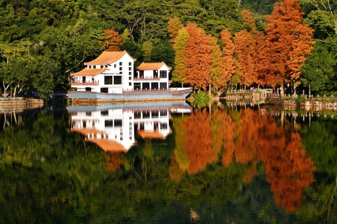 美到失语的落羽杉到底怎么拍？解锁新视角，直出高级感大片！（文末活动福利）