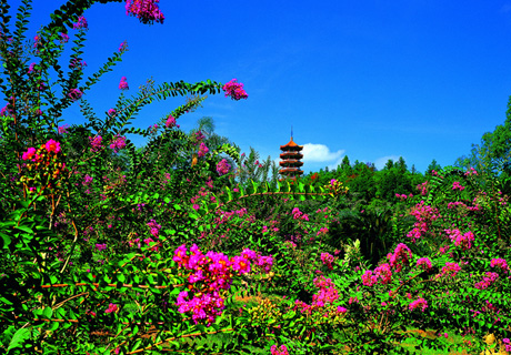 Crape Myrtle Collection