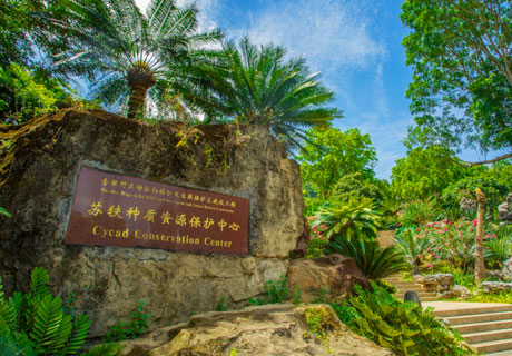 Center of National Cycad Germplasm Conservation