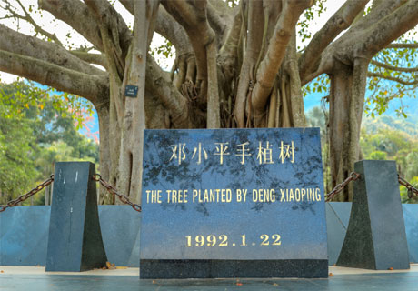 Tree Planted by Deng Xiaoping