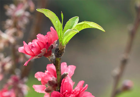 Peach Blossom Collection