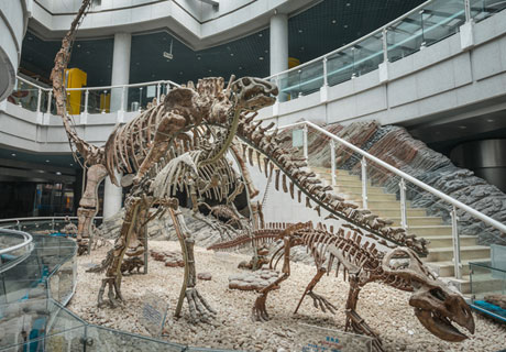Shenzhen Museum of Paleontology