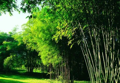 清明问笋｜藏在竹林里的秘密，等你破土揭晓