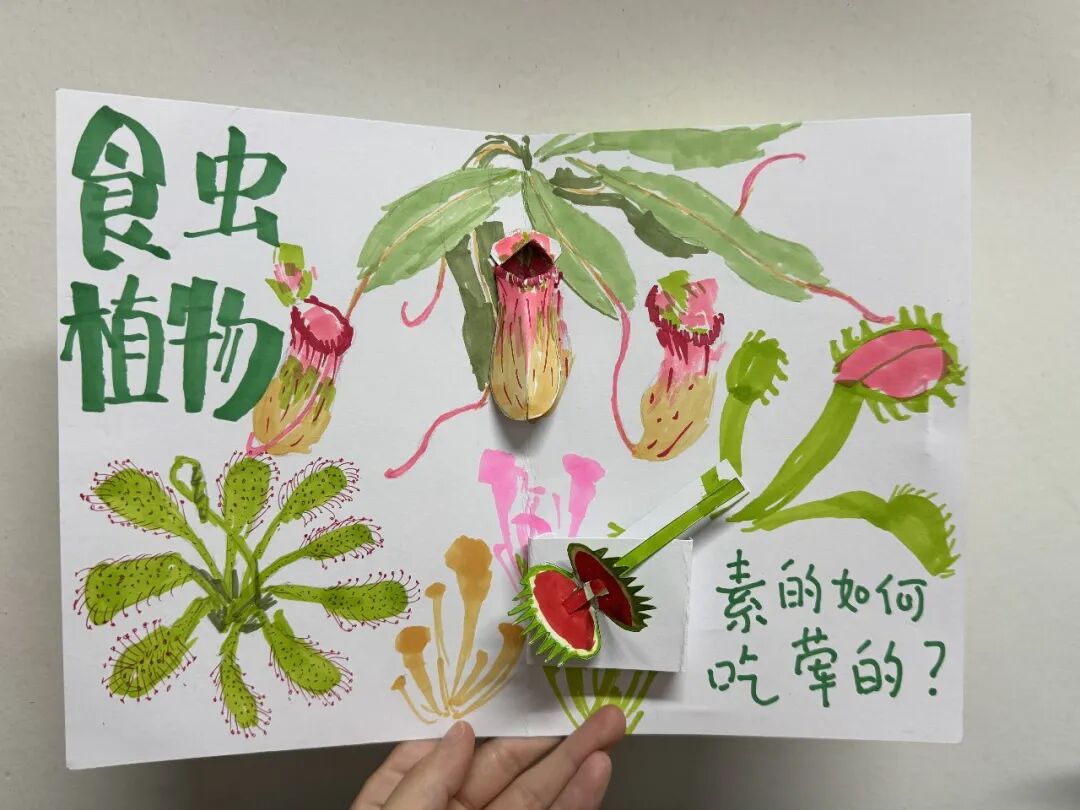 专题活动丨植物也会“吃肉”？国际生物多样性日，来仙湖植物园见识自然界的陷阱大师！