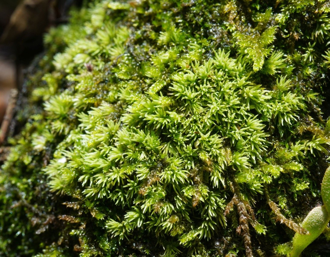 深圳市仙湖植物园赴港开展《香港苔藓志》 首次联合编研